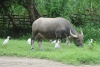 DSC_9584.JPG